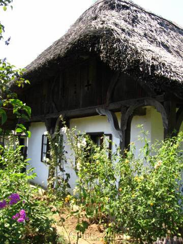 et12172.jpg