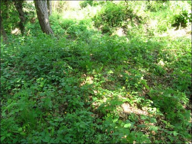palos_09_07.jpg